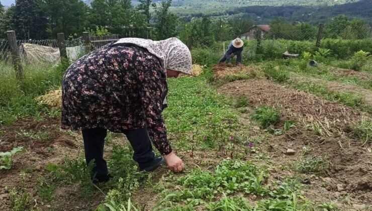 İstanbul’dan memleketine döndü, 10 dönümde üretime başladı: Mayısta hasat etti!