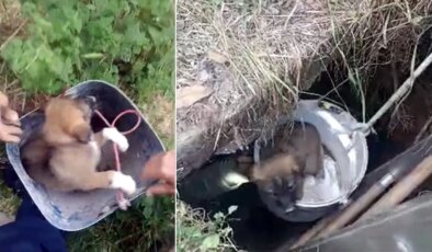 İtfaiye ekipleri müdahale etti: Kuyuya düşen 4 yavru köpek kurtarıldı