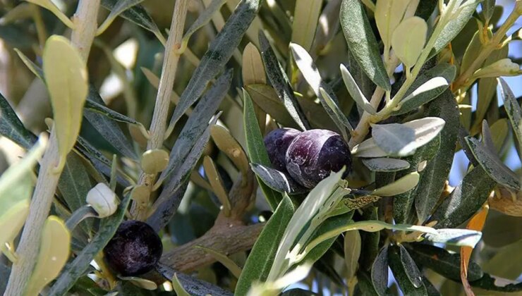 İYİ Parti’den ‘Zeytinlik Yasası’na sert tepki: Bu çalışma, zeytinliklerle 3 büyük holdingin taleplerinin karşı karşıya gelmesidir!