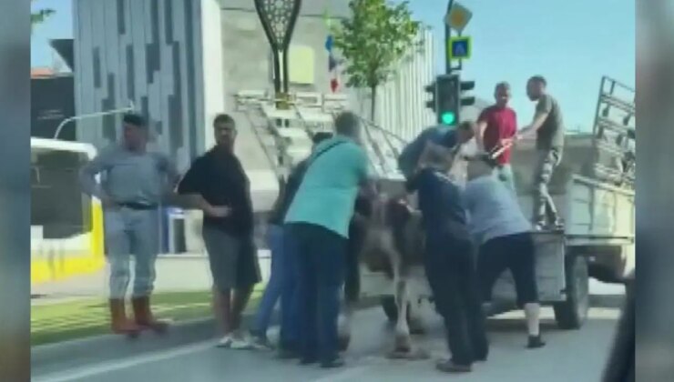 Kaçan kurbanlık boğa trafikte yakalandı!
