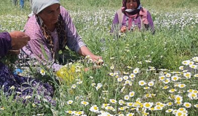 Kadınlar tarafından toplanıyor: Kurutularak satılıyor!