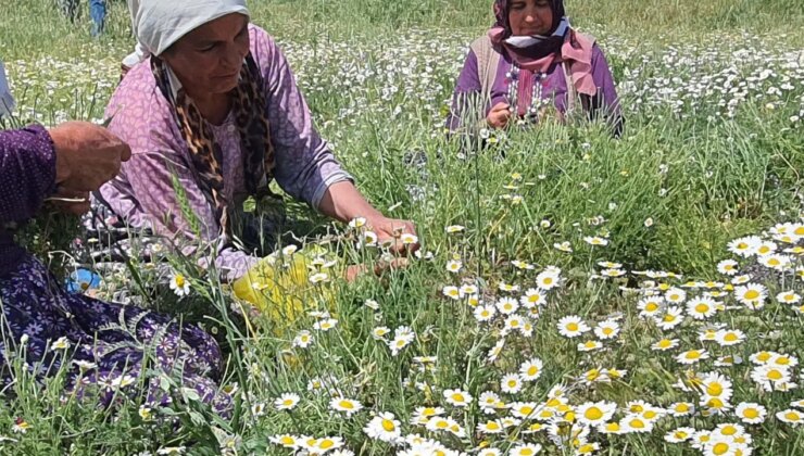 Kadınlar tarafından toplanıyor: Kurutularak satılıyor!