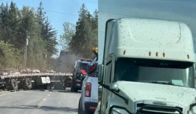 Kamyon devrildi, milyonlarca arı çevreye yayıldı!