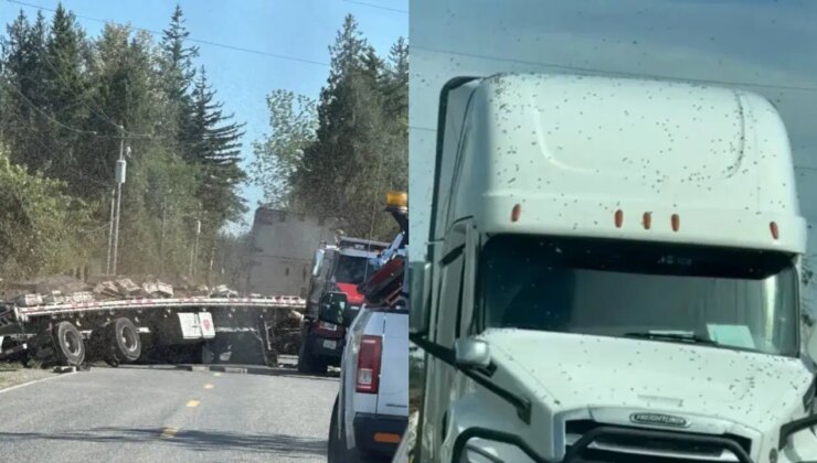 Kamyon devrildi, milyonlarca arı çevreye yayıldı!