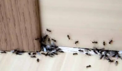 Karıncaları evinizden uzaklaştıracak 7 etkili ve doğal yöntem