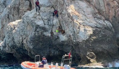 Kayalıklarda 3 gün mahsur kalan keçi kurtarıldı