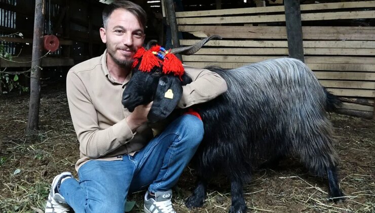 Keçi inadı, Şanslı’yı hayatta tuttu: Kurbanlığını kesmeye kıyamadı