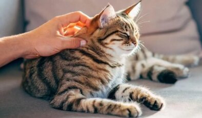 Kediler sahiplerinin kokusunu ayırt edebiliyor mu?