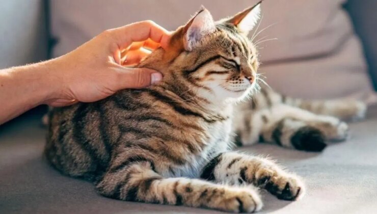 Kediler sahiplerinin kokusunu ayırt edebiliyor mu?