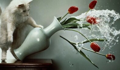 Kedilerin masadan sürekli eşya itmesinin bilimsel nedeni ortaya çıktı