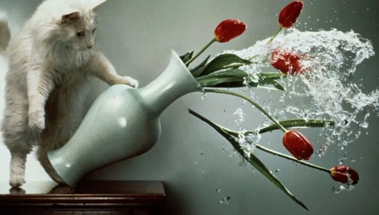 Kedilerin masadan sürekli eşya itmesinin bilimsel nedeni ortaya çıktı