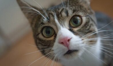 Kediniz kokunuzu tanıyor olabilir