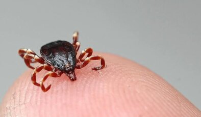 Kene ısırdığında ne yapılmalı, nasıl korunabiliriz?