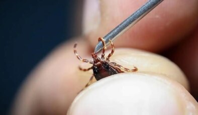 Kene ısırması belirtileri nelerdir? Kene ısırığı nasıl olur? Kene ısırığı nasıl anlaşılır?