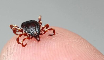 Kene kâbusu devam ediyor: 2 acı haber daha geldi!