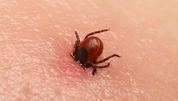 Kene kabusu sürüyor… Bir kişi daha hayatını kaybetti!