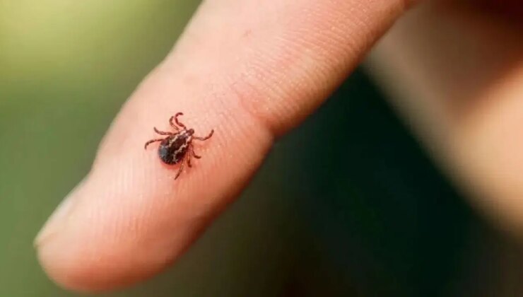 Kene yine can aldı… 3 çocuk annesi kadın kurtarılamadı!