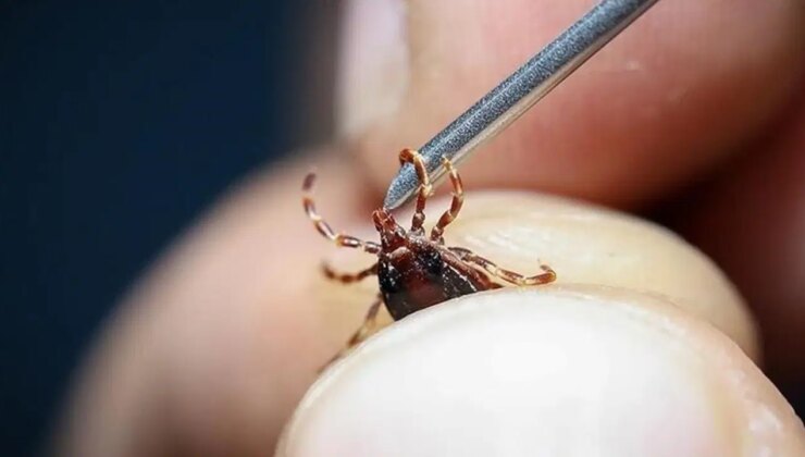 Keneye bir kurban daha: Yüksek ateş şikayetiyle geldi, hayatını kaybetti