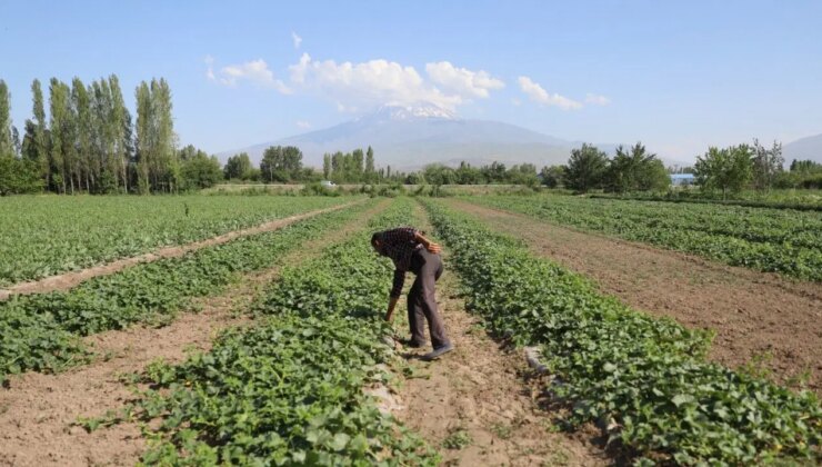 Kentin geçim kaynağı: Dekar başına 10 ton rekolte!