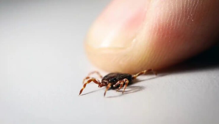 KKKA aşısında sona doğru: İnsan üzerinde çalışmalar başlayacak