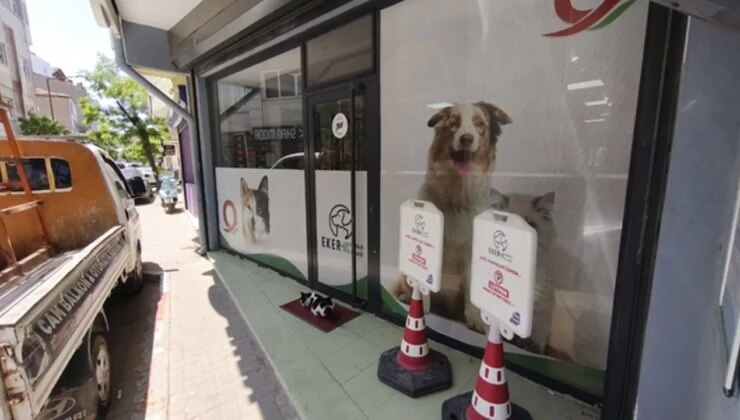 Klinik önüne koli içerisinde bırakılan köpek öldü
