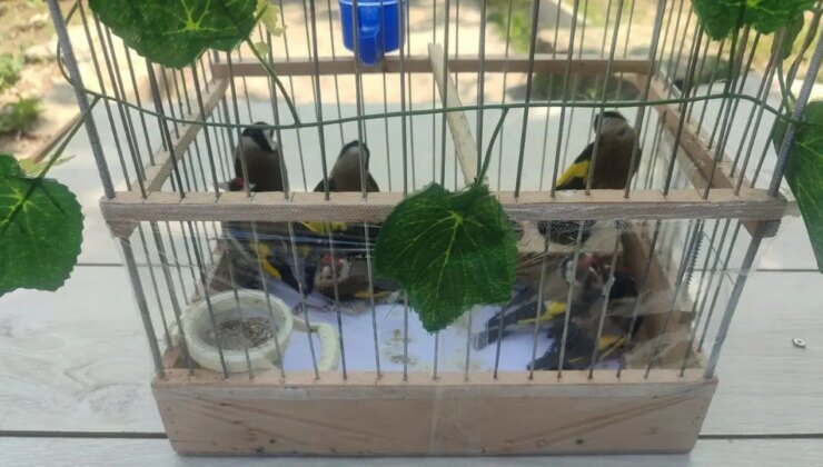 Koruma altındaki ’Saka’ kuşlarını satan kişilere işlem yapıldı