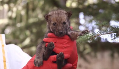 Köylüler buldu, ekipler kurtardı:3 kurt yavrusu koruma altına alındı