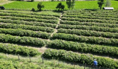 Köyün geçim kaynağı: Sabahın ilk ışıklarında toplanıyor! Bu yıl hasadı geç başladı….