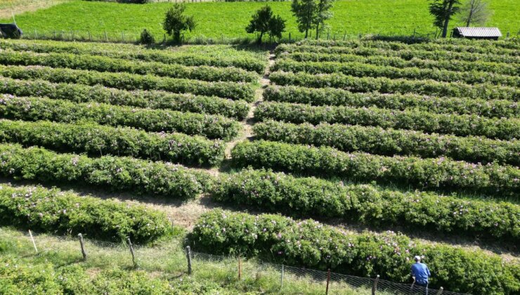 Köyün geçim kaynağı: Sabahın ilk ışıklarında toplanıyor! Bu yıl hasadı geç başladı….