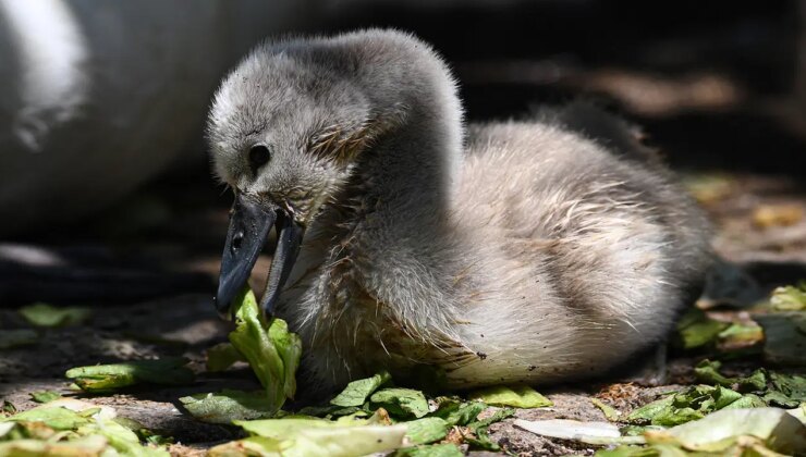Kuğulu Park’tan sevindirici haber: 15 yıl sonra ilk kez beyaz kuğu doğdu