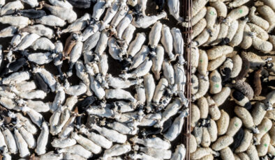 Kurban Bayramı’nda 3 milyondan fazla kurbanlık satıldı