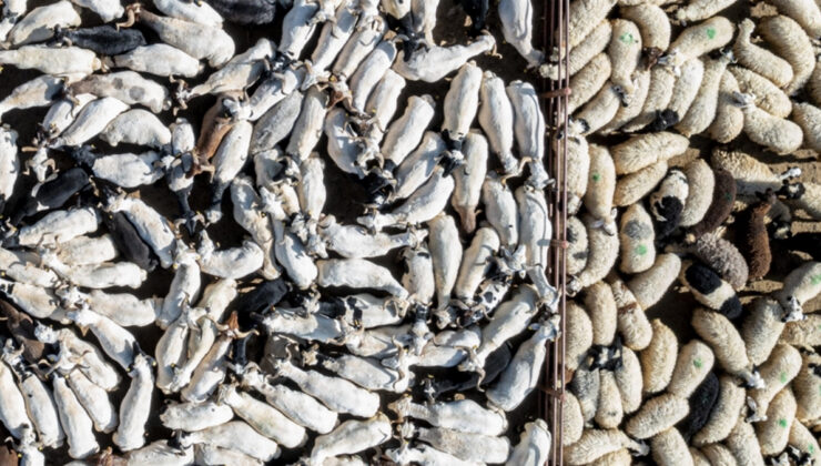 Kurban Bayramı’nda 3 milyondan fazla kurbanlık satıldı