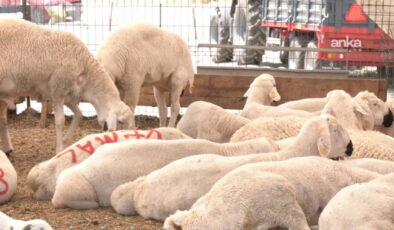 Kurban pazarında besiciden ESK’nin kurban alış fiyatlarına tepki: ‘Hayvanı Et ve Süt Kurumu’na verene kadar garibana veririm, sevap alırım’
