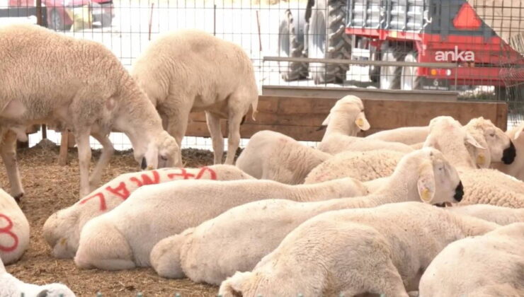 Kurban pazarında besiciden ESK’nin kurban alış fiyatlarına tepki: ‘Hayvanı Et ve Süt Kurumu’na verene kadar garibana veririm, sevap alırım’