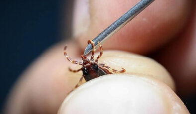 Küresel ısınma kene, yılan ve akrep gibi canlıların yayılımını artırıyor