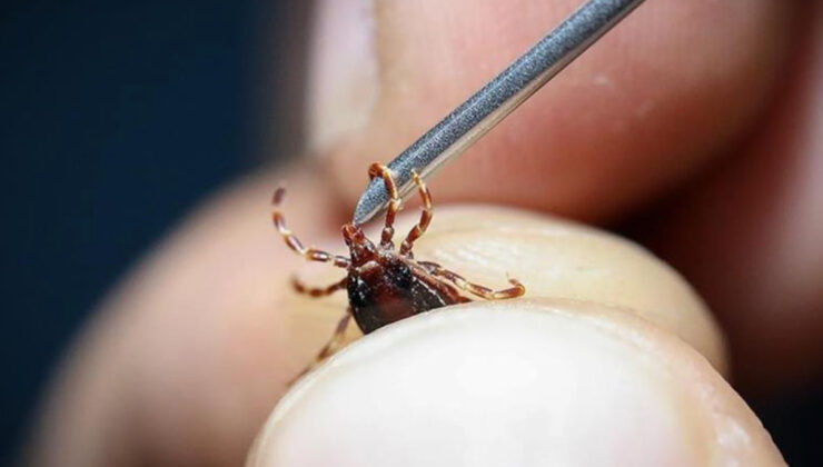 Küresel ısınma kene, yılan ve akrep gibi canlıların yayılımını artırıyor