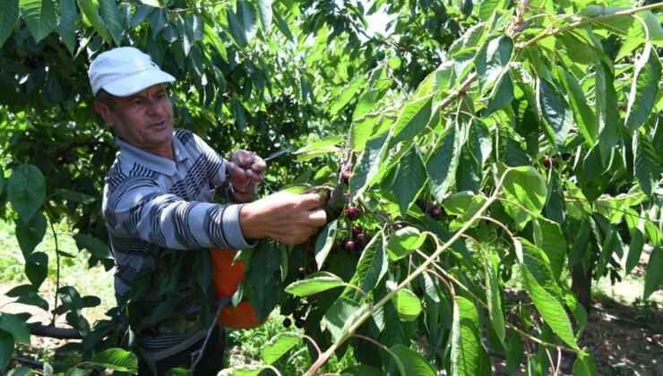 ‘Lapseki devi’nde hasat devam ediyor: En irileri Avrupa’ya gönderiliyor…