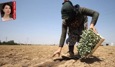 Mayıstan bu yana en çok iş kazası mevsimlik tarım işçilerinde yaşandı: Ne yasa var ne denetim