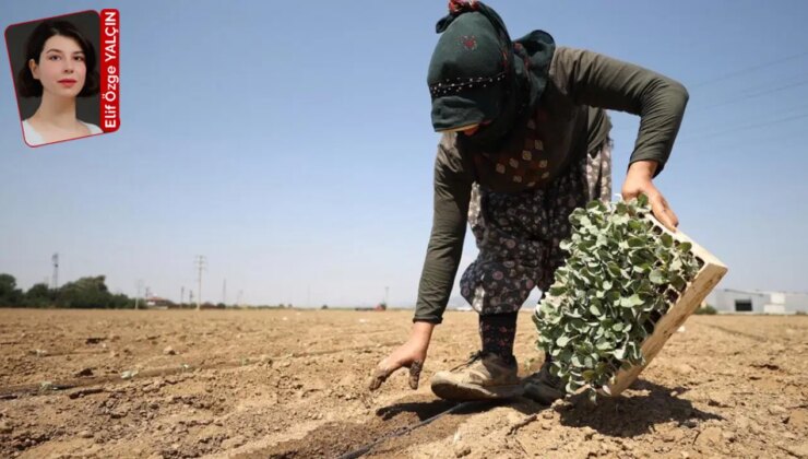 Mayıstan bu yana en çok iş kazası mevsimlik tarım işçilerinde yaşandı: Ne yasa var ne denetim