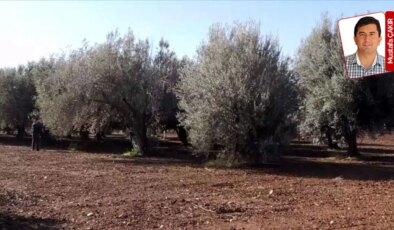 Meclis’e sunulan teklifte madenciliğe açılacak zeytinlikler koordinat verilerek belirtiliyor: Adrese teslim ‘yasa’