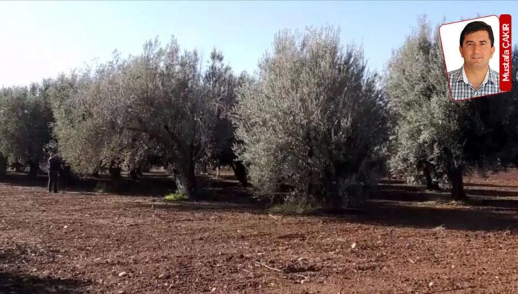 Meclis’e sunulan teklifte madenciliğe açılacak zeytinlikler koordinat verilerek belirtiliyor: Adrese teslim ‘yasa’