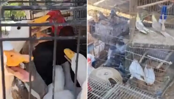 Mersin Adliyesi’nin yanı başındaki güvercin pazarında ilkel görüntüler!