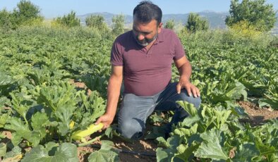 Meyvesini don vurdu, yılın ilk mahsulünü ücretsiz dağıttı!