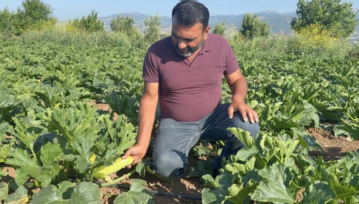 Meyvesini don vurdu, yılın ilk mahsulünü ücretsiz dağıttı!
