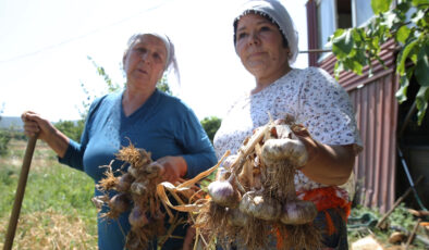 Muğla’nın coğrafi işaretli Ula sarımsağında hasat zamanı