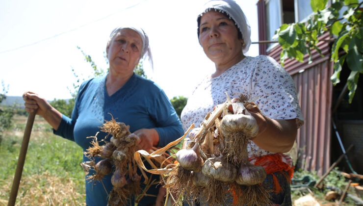 Muğla’nın coğrafi işaretli Ula sarımsağında hasat zamanı