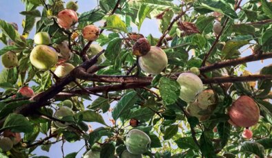 Mustafa Orkun Müftüoğlu’ndan Zamanın İzinde Bir Sergi: “Elma Dalı” Son Günlerinde