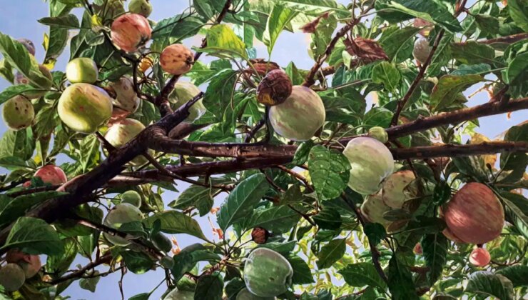 Mustafa Orkun Müftüoğlu’ndan Zamanın İzinde Bir Sergi: “Elma Dalı” Son Günlerinde