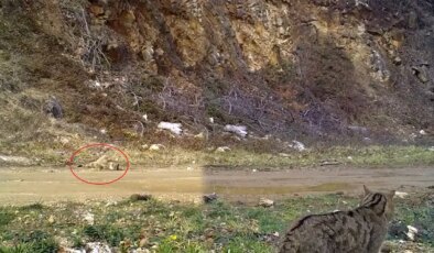 Nesli tehlike altındaki yaban kedisi fotokapana yakalandı