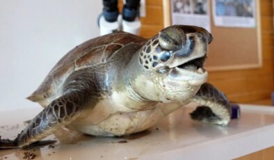 Nesli tehlikedeki 2 deniz kaplumbağası ölüsü kıyıya vurdu